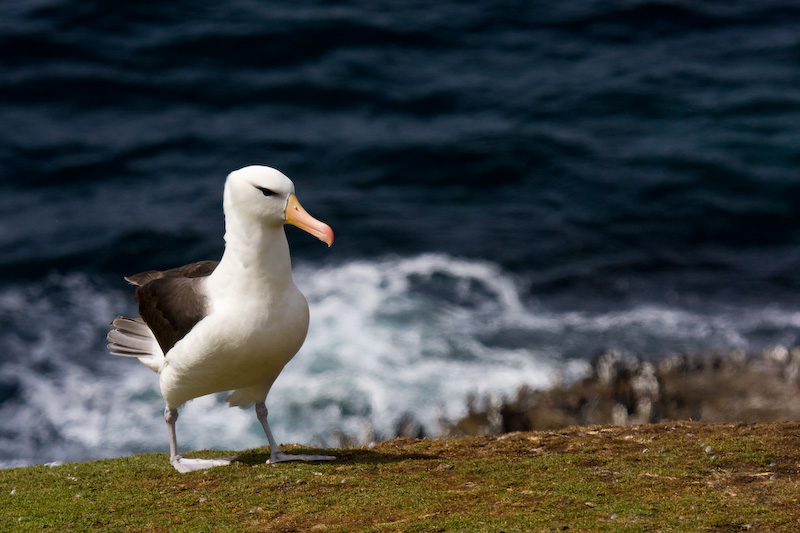 Black-Browed Albatross